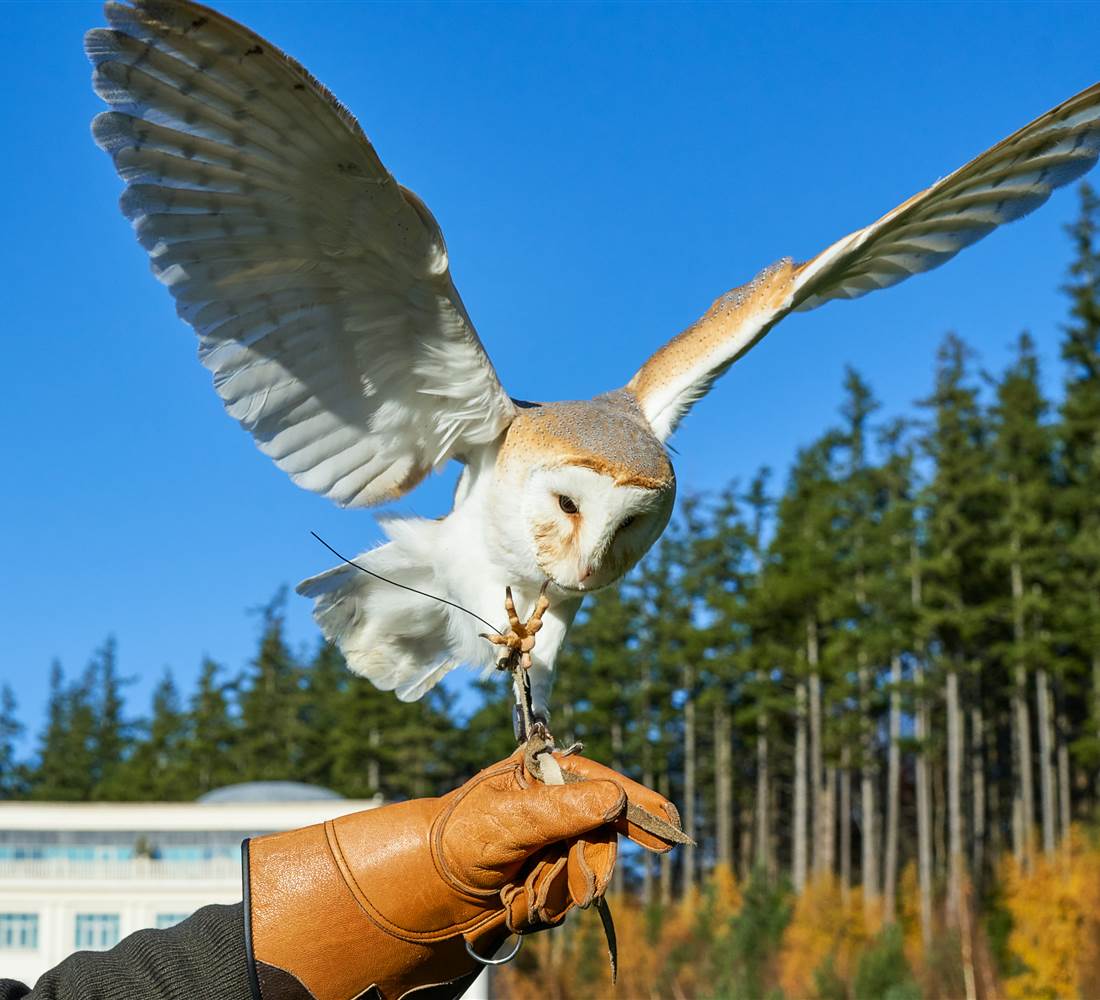 Powerscourt Falconry Nov 2020 4500px  3 