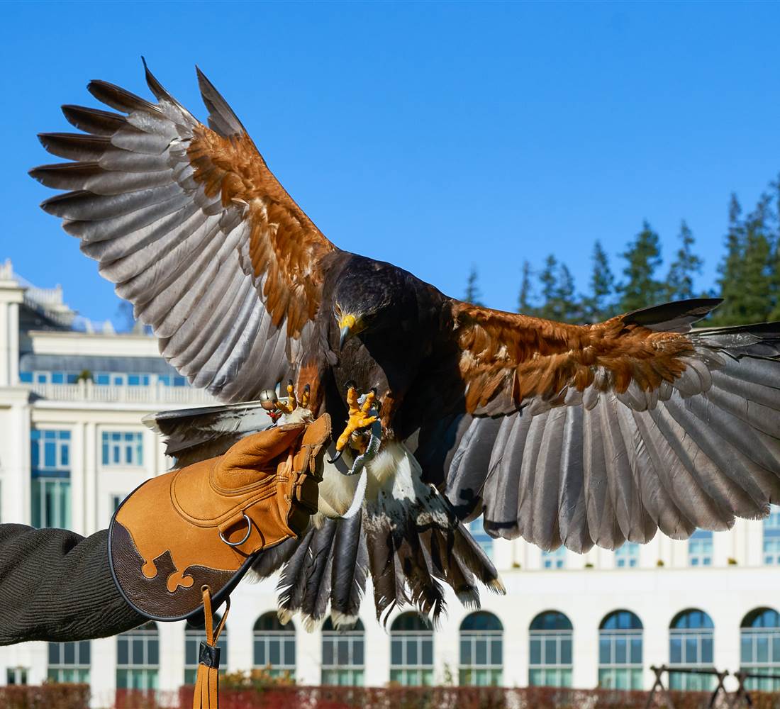 Powerscourt Falconry Nov 2020 4500px  8 