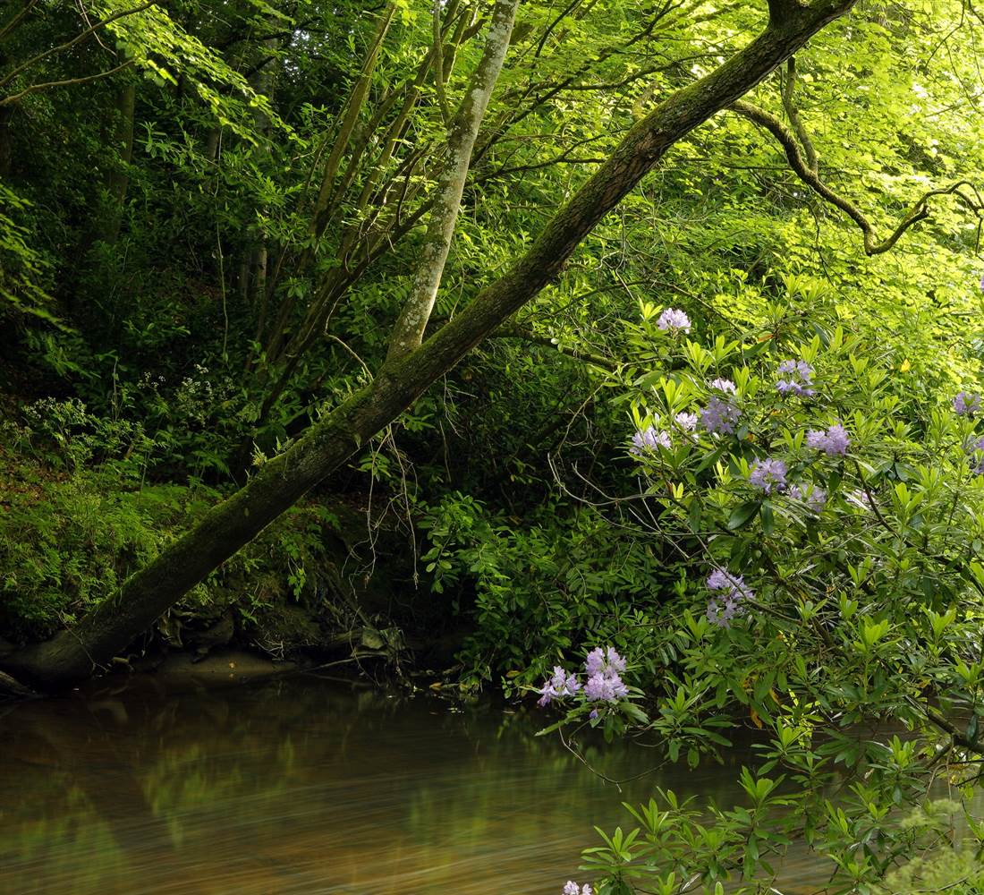 RC Powerscourt River Walk Water   web