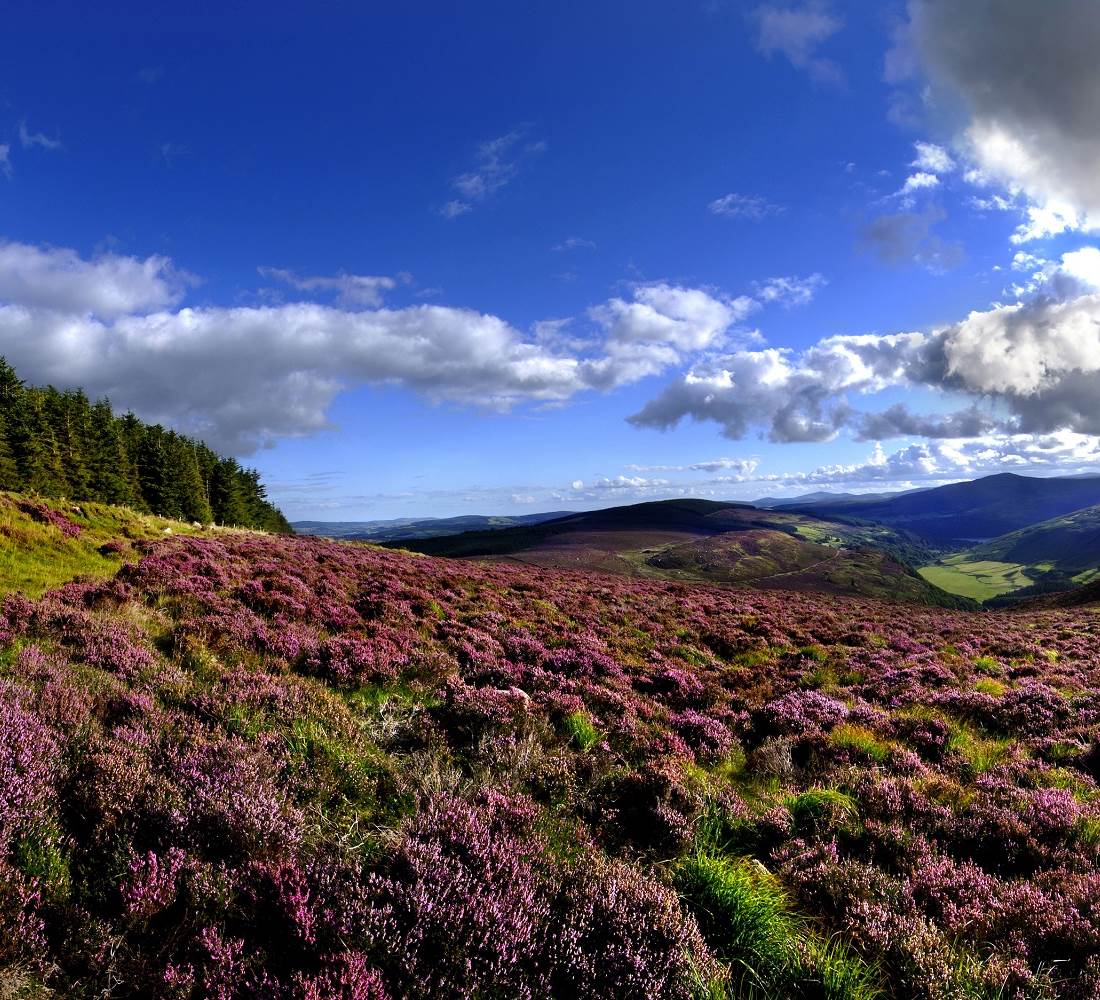 Wicklow Mountains   Heather   web 2