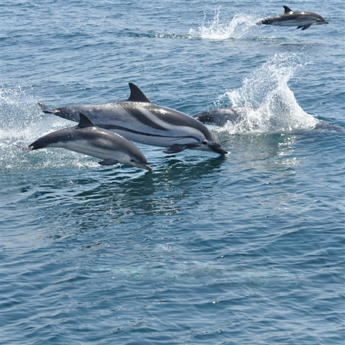 Dolphin Watching 1