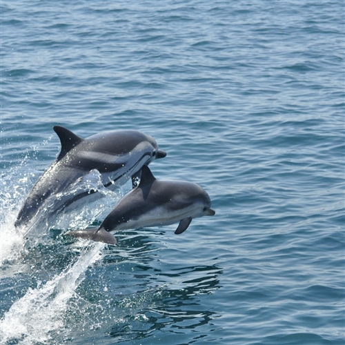 Dolphin Watching 2
