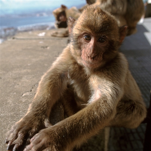 The Original Rock Tour 5