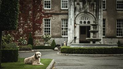 Irish Wolfhound Bellingham Castle