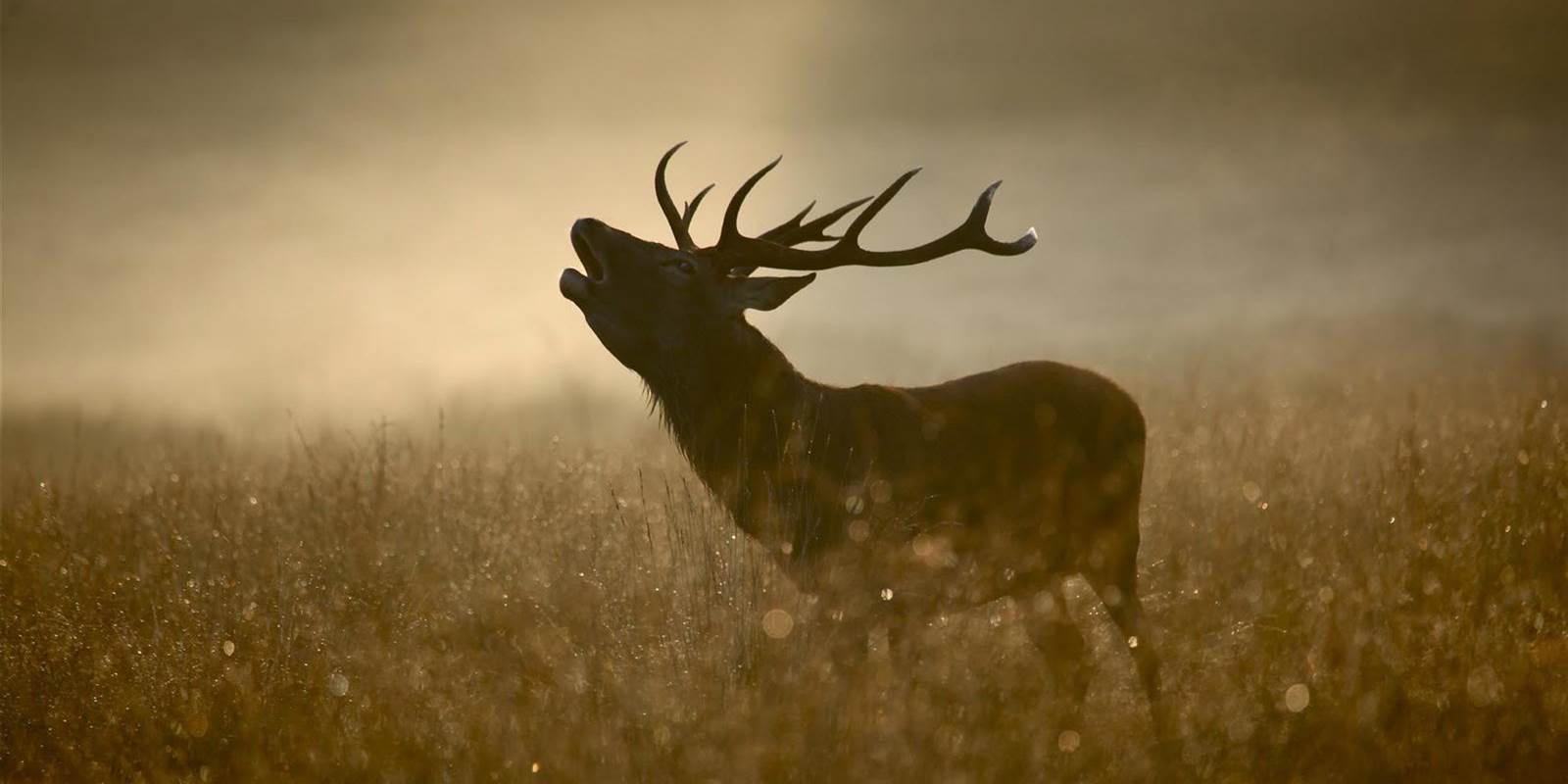 Deer Hunting Ireland Duck Hunting Ireland Screebe 