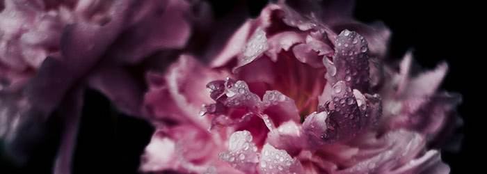 Sneem Flowers