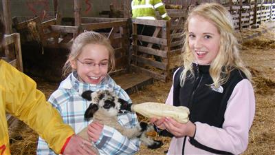 Feeding Lambs - April