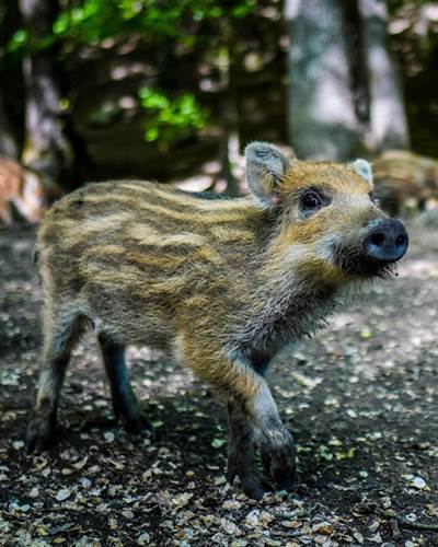wild boar stock
