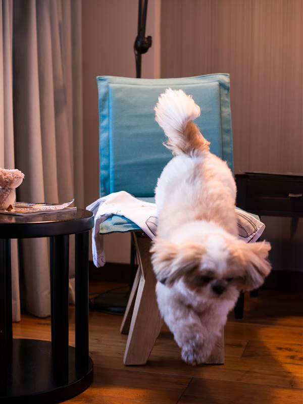 The most Pet Friendly Hotel in  Ireland, The TWELVE 4 star hotel in BARNA