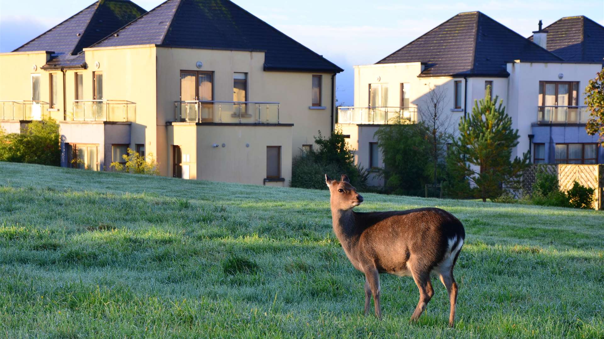 self-catering lodges at the Waterford Castle Resort in Waterford, Ireland