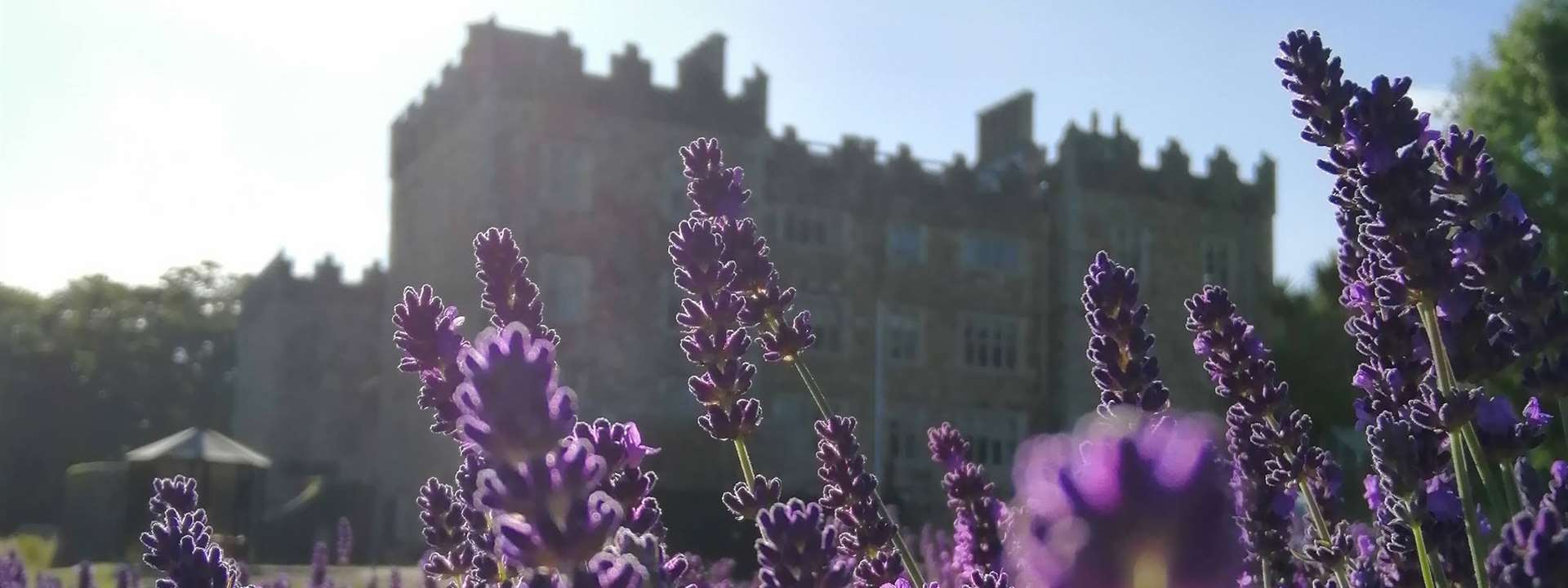 lavender