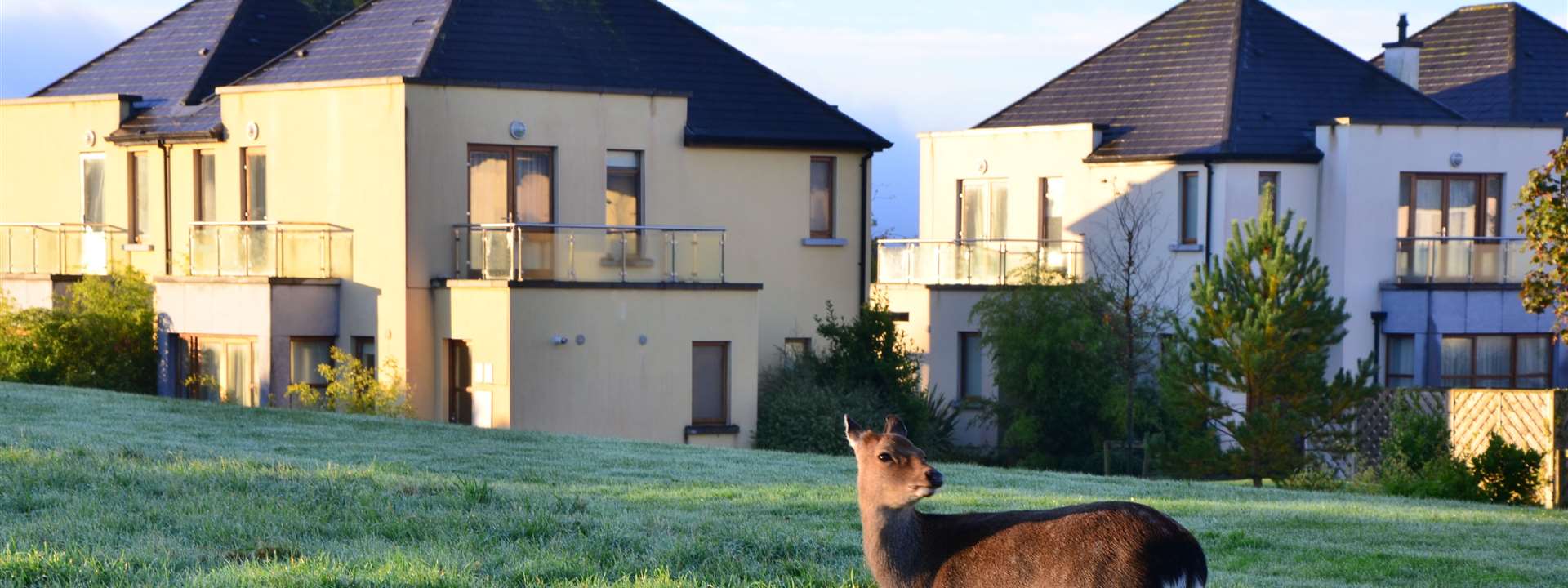 lodge deer