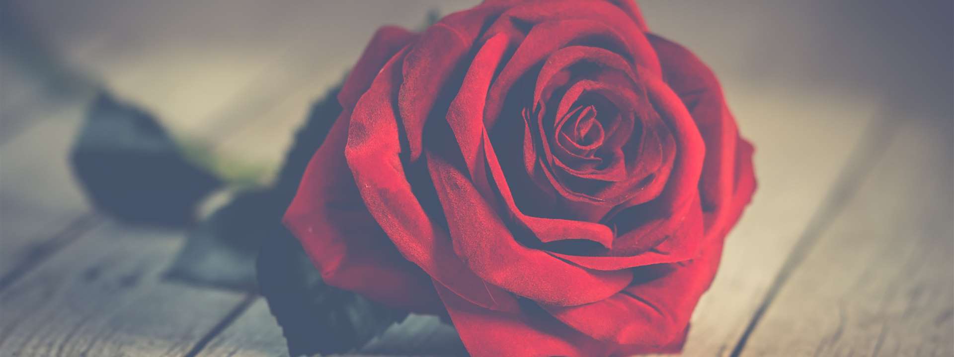 roses stock