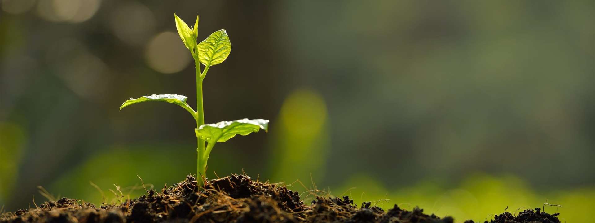 plant stockimage