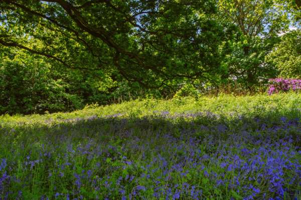 Spring Bluebells in the forest web