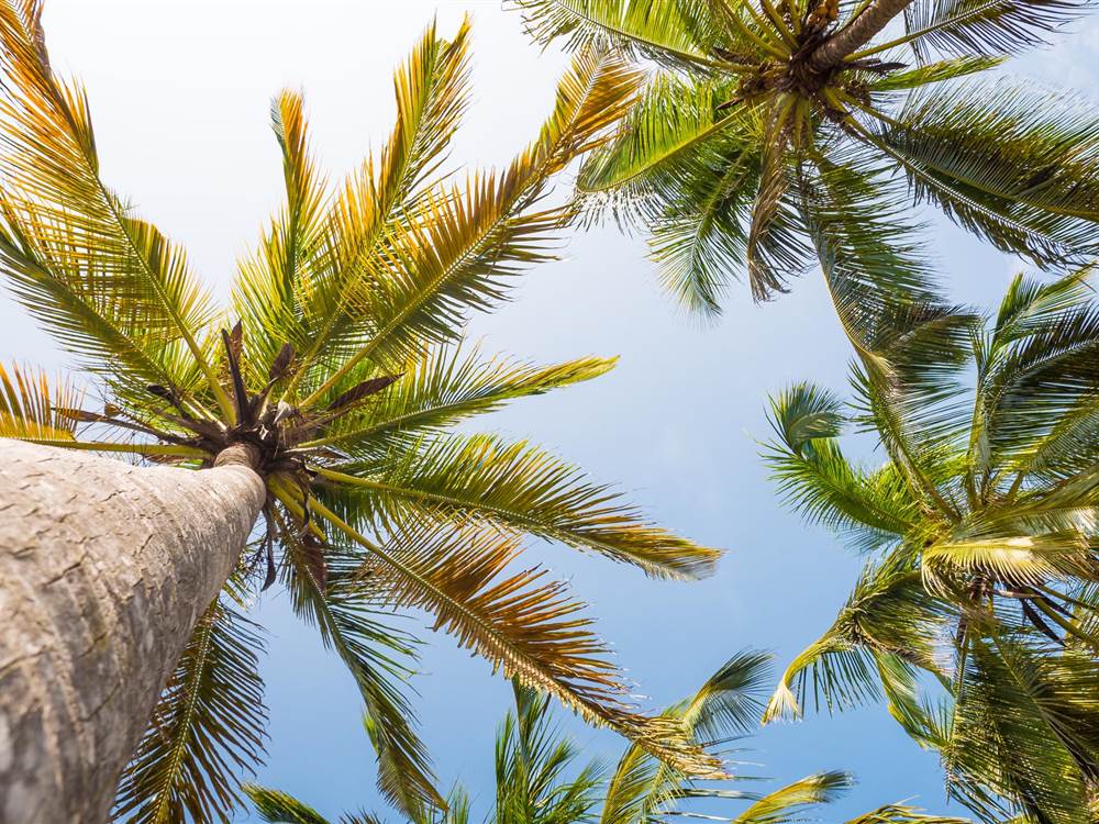 Zanzibar Palms