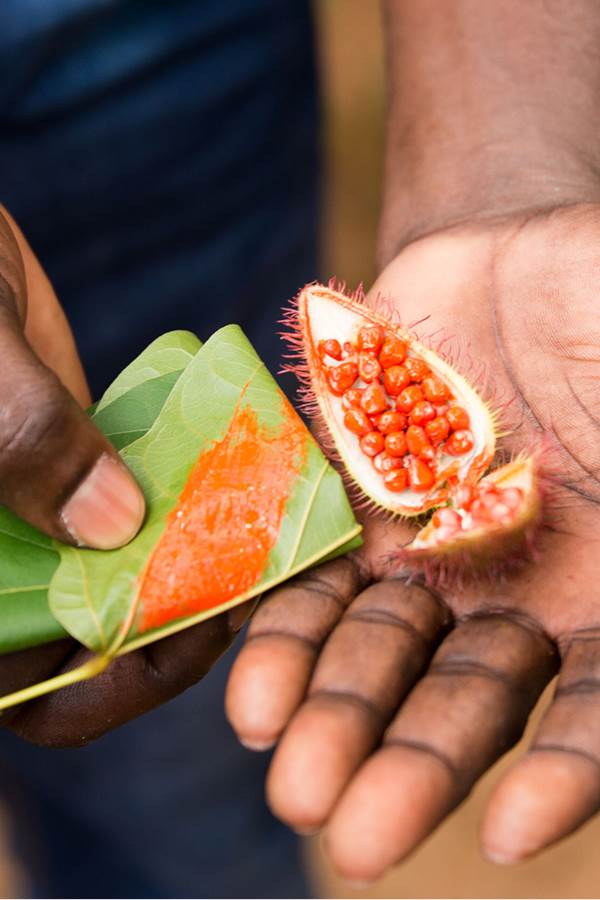 fruit