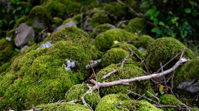 Mossy Rocks