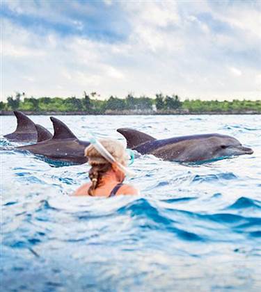 Kizimkazi Dolphins   550x616