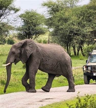 Safari